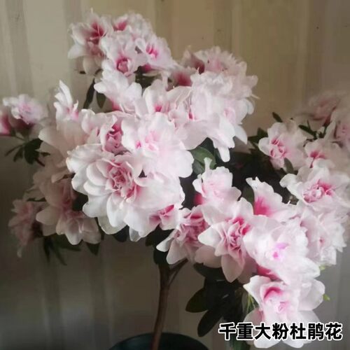 杜鹃花阳台客厅春季重瓣