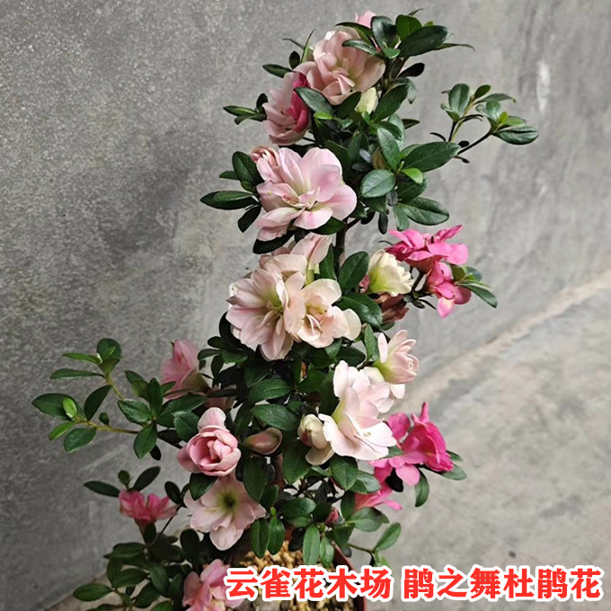 鹃之舞皋月夏鹃杜鹃花多色系精美稀缺品种重瓣花型皮实好养活品种