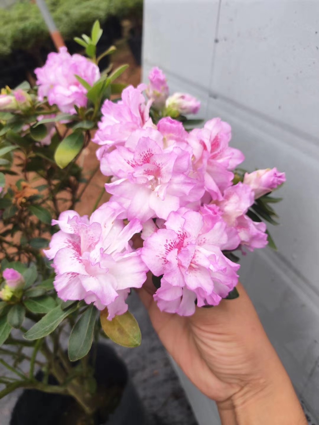 梦幻春姬春诗杜鹃花 重瓣淡紫色花朵精美盆栽室内庭院绿植花卉