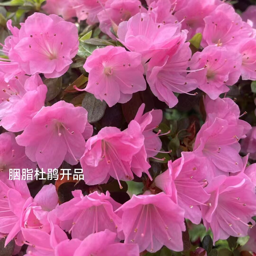 胭脂粉色套瓣花型精美盆栽室内外品种杜鹃阳台客厅庭院花园花卉