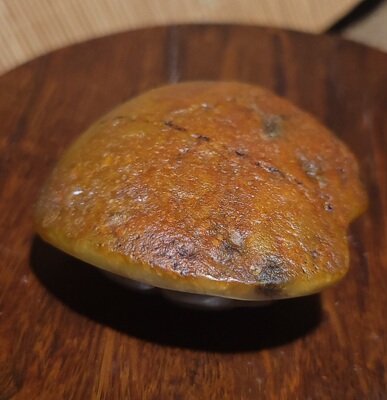 YQ031515   77克，油糯的和田玉翳糖籽料龟壳把件    新疆的猫