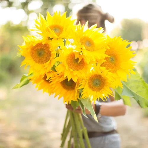 进口观赏向日葵 高杆切花型 金子 Gold