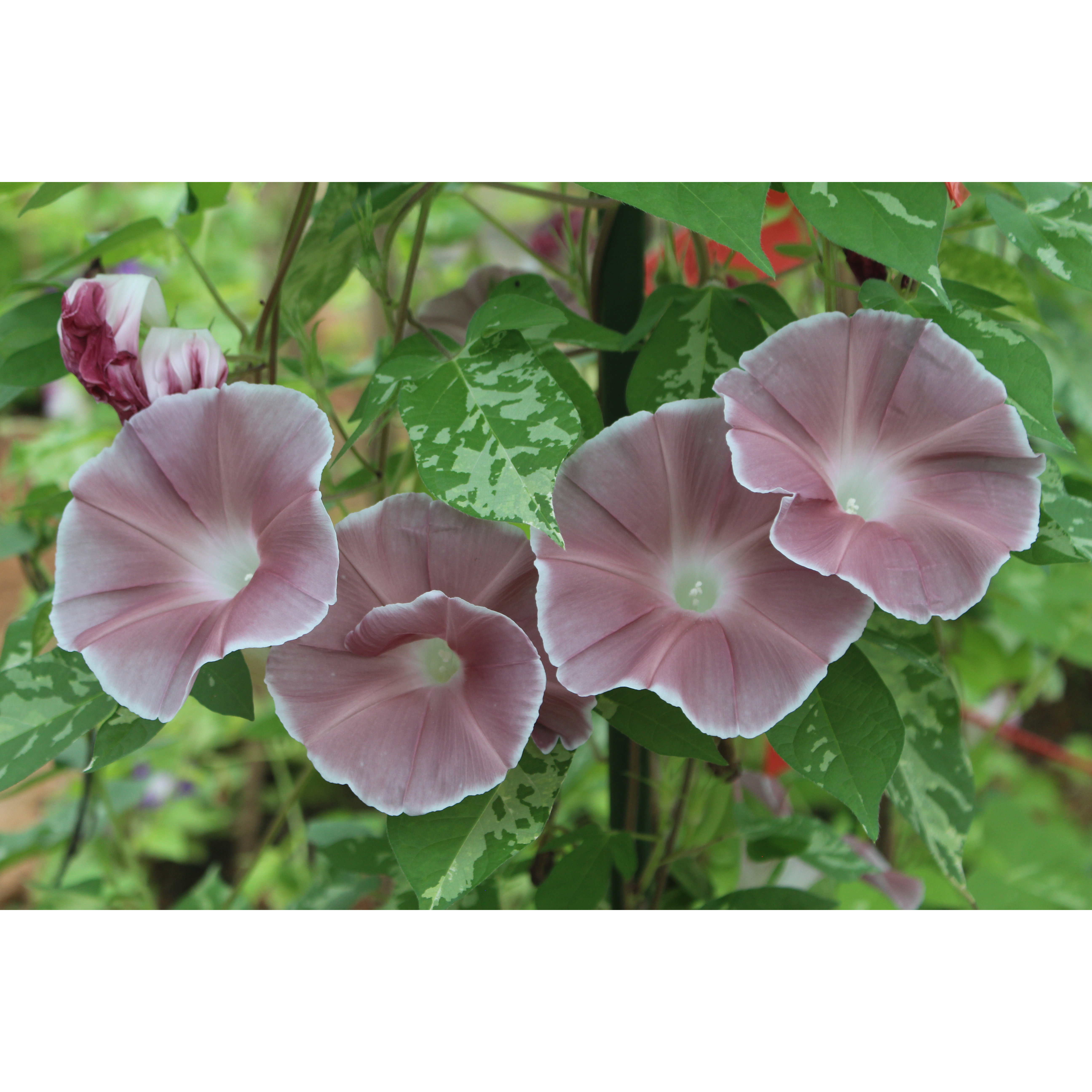 朝颜 爬藤牵牛花 自育品种 夏桌面绿植