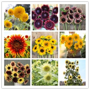 进口多头观赏向日葵 高杆分枝型 合集【1】 阳台盆栽庭院耐热 5粒