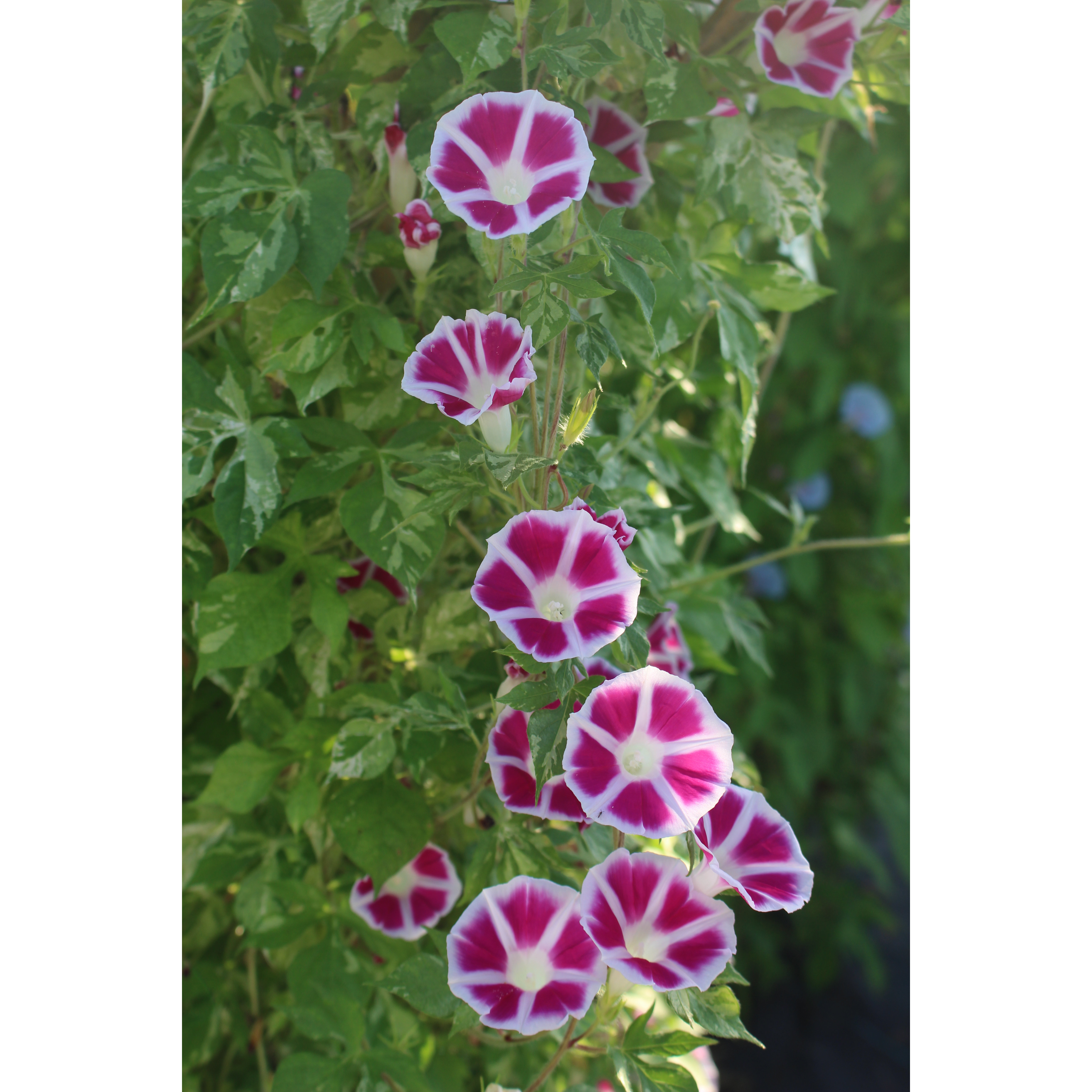 日系朝颜 牵牛花 喇叭花新品 桌面绿植