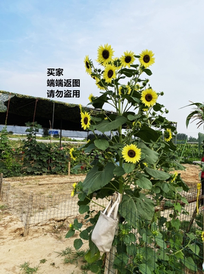 观赏向日葵 高杆分枝型 柠檬女王  Lemon Queen