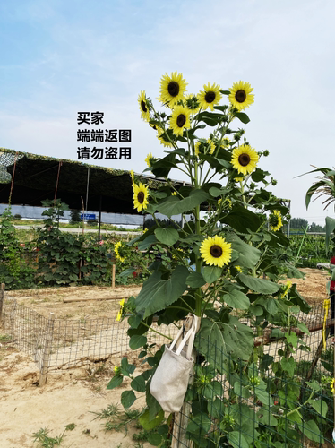 观赏向日葵 高杆分枝型 柠檬女王  Lemon Queen
