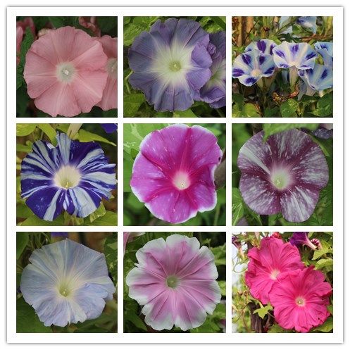 日系朝颜 大花牵牛花 花园爬藤 混色组合 花期超长