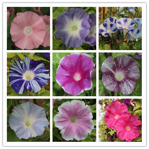 日系朝颜 大花牵牛花 花园爬藤 混色组合 花期超长