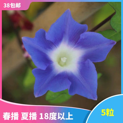 日系朝颜价格 日系朝颜图片 星期三