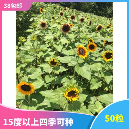适合新手  店主的自收向日葵 各种都有