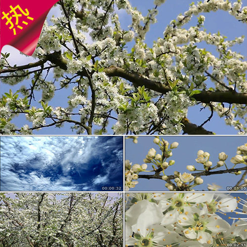 梨花又开放 配乐成品 唯美梨树梨花 梨花盛开 晚会演出 视频素材
