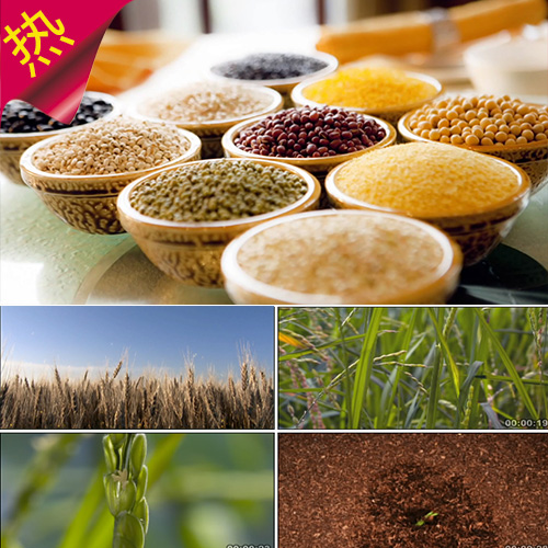 自然万物企业宣传片 幼芽破土 青蛙稻田 五谷杂粮  实拍视频素材