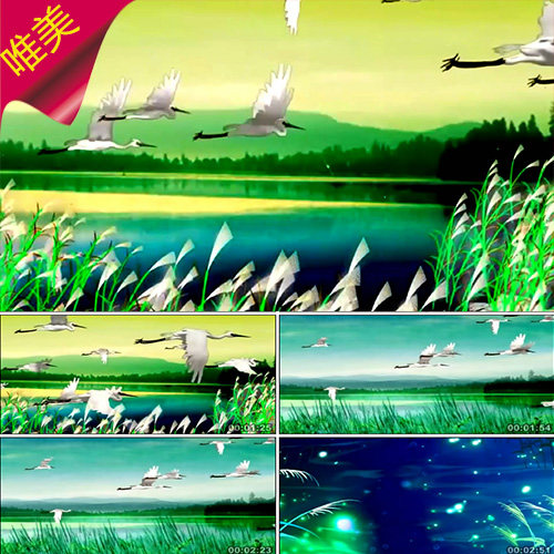 鸿雁 配乐成品 大雁南飞 唯美芦苇 晚会演出 节目表演 视频素材