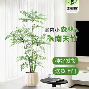 精品1米高中款南天竹盆景 网红竹子多颗丛生款 一盆8-9棵组合款盆