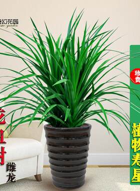 绿植青岛多头办公吸甲醛龙血树