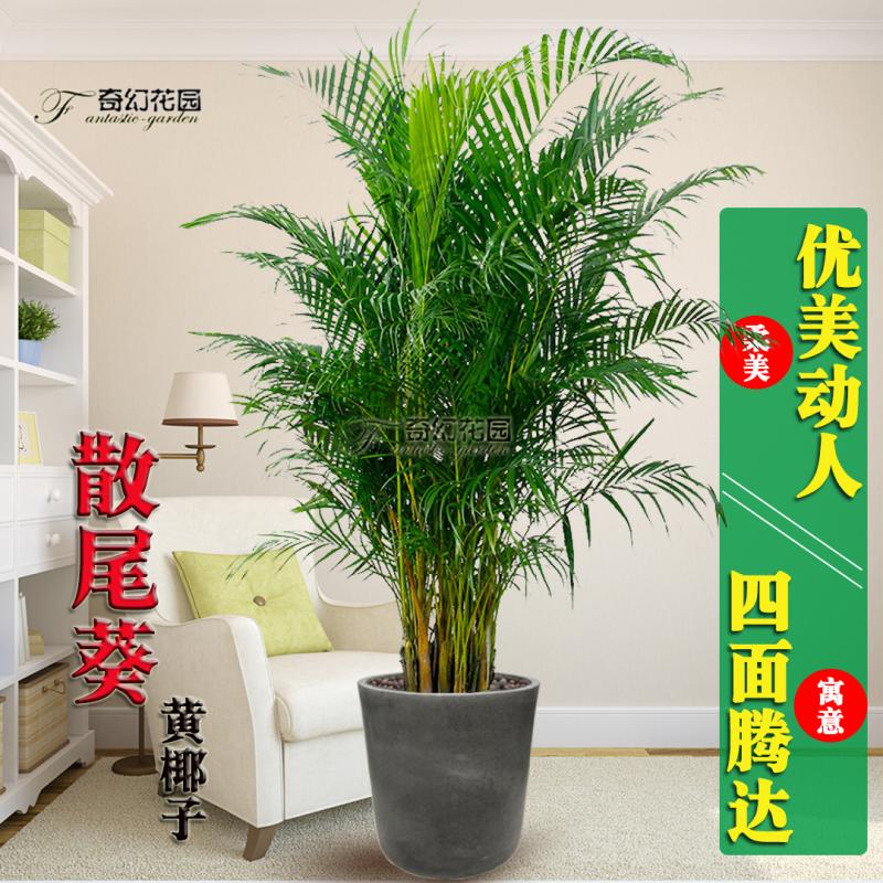 青岛散尾葵盆栽黄椰子绿植客厅办