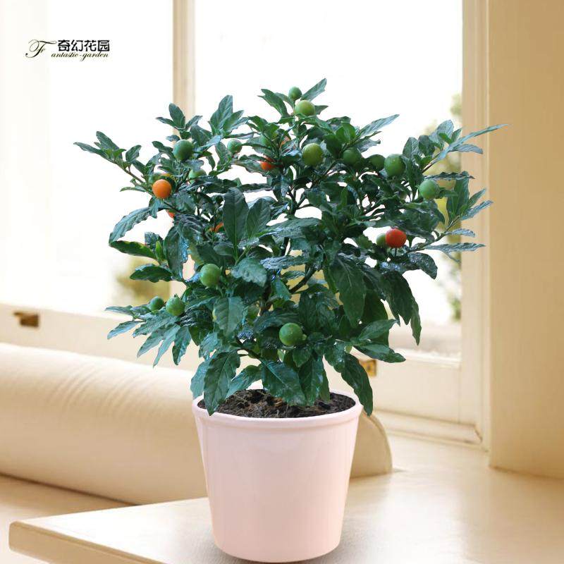 冬珊瑚豆盆栽 红豆绿植吉祥果观果植物 结红果节日喜庆 净化空气