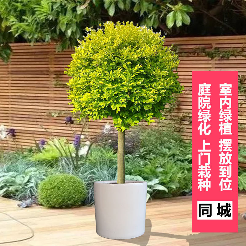 棒棒糖女贞盆栽高1米青岛南京苏州无锡昆山西安成都送货上门