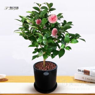 山茶花盆栽 木本茶花30-40cm高 粉茶开花植物 办公室内桌面带盆