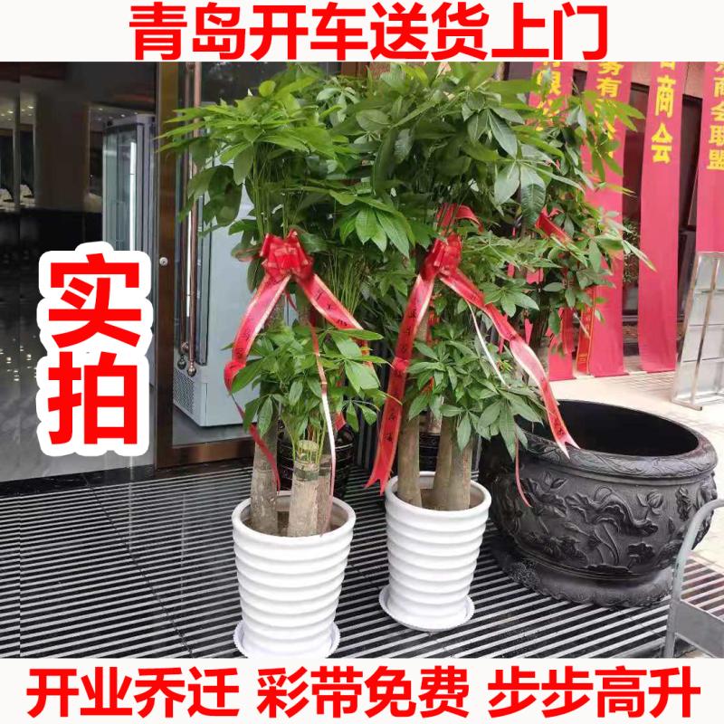 步步高发财树盆栽 开业乔迁送礼植物 办公室内客厅大绿植青岛同城