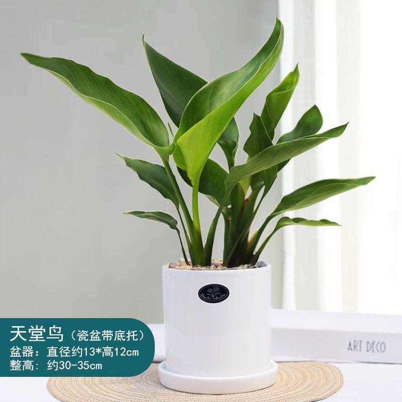小天堂鸟盆栽鹤望兰绿植室内防辐鲜花速递(同城)