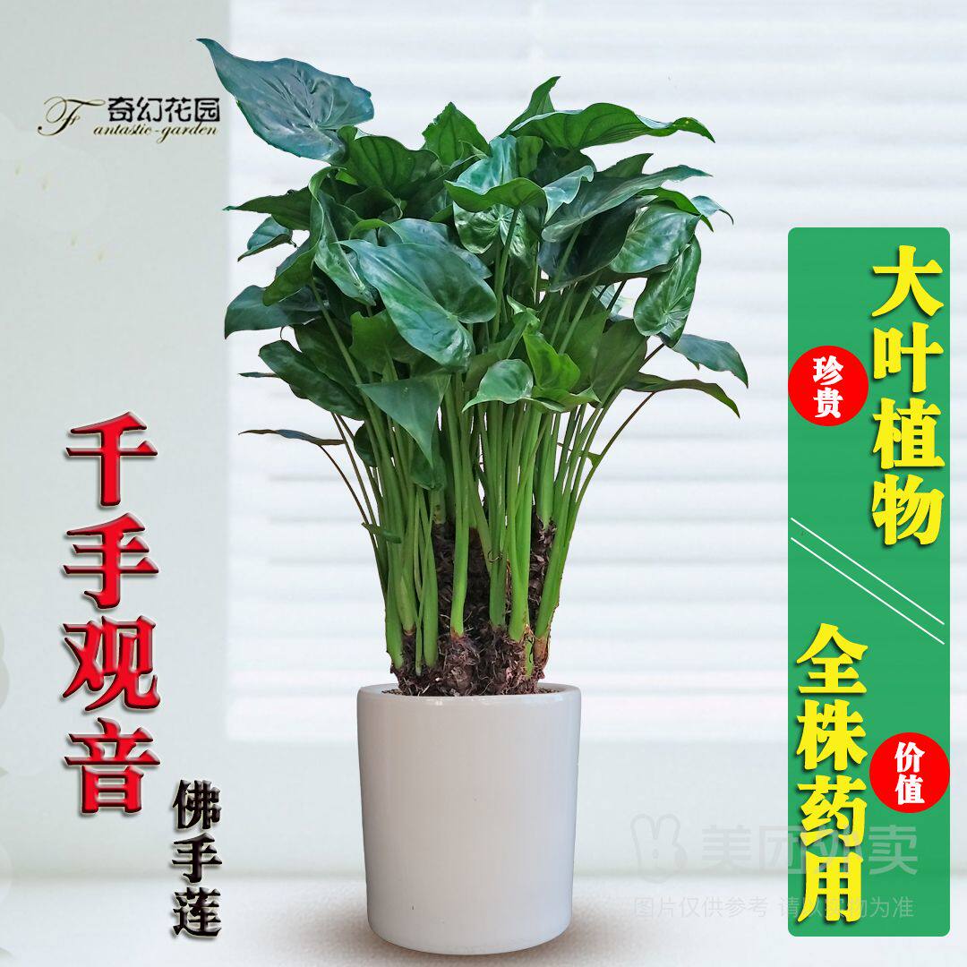 千手观音盆栽 大叶除甲醛落地款大绿植