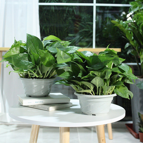 瓷花盆绿植物去甲醛包邮绿萝盆栽