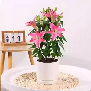 百合盆栽 开花植物三颗一盆 带花苞绿植带土带盆发货