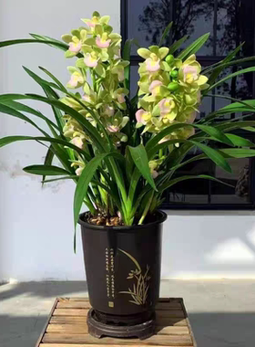 绿色桌面蕙兰盆栽 高度30-40厘米开花植物 年宵花多剑带花苞花期