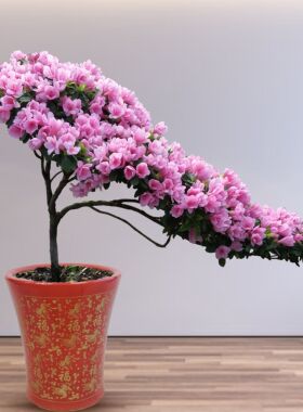 『蜡皮杜鹃盆栽』悬崖造型高60厘米 粉色腊皮杜鹃盆栽一盆 高档年
