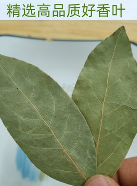 广西香叶天然月桂叶精选香叶500g调料可磨粉料另售油桂肉桂八角