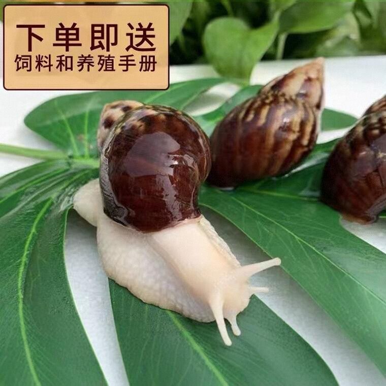 蜗牛活体宠物白玉蜗牛巨型大蜗牛宠物观赏学生科学实验教学小蜗牛