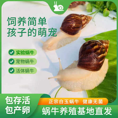 白玉蜗牛活体宠物巨型大蜗牛小蜗牛宠物观赏学生科学实验教学套装