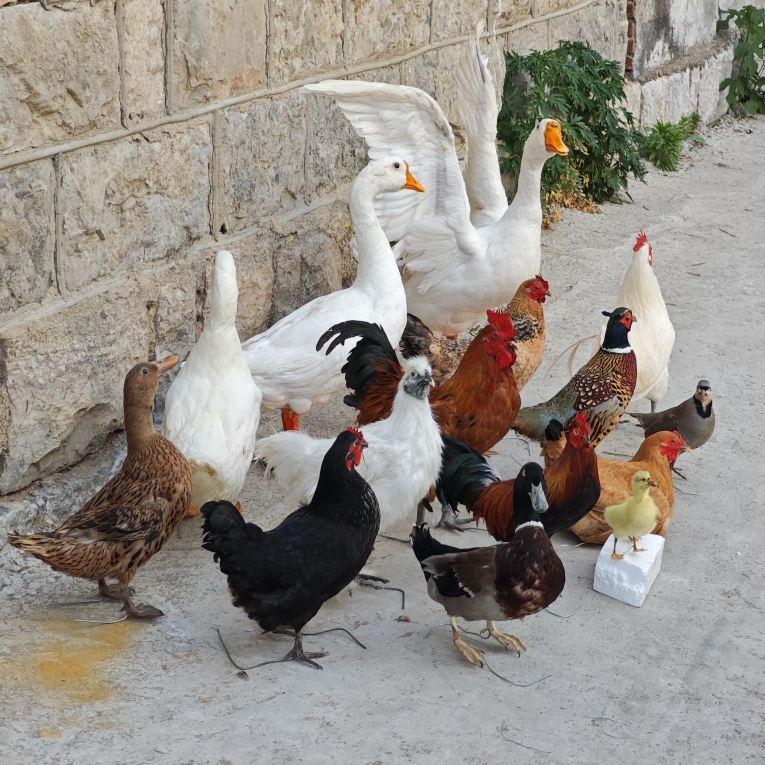 标本云山真体羽毛摆件