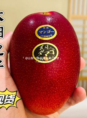 芒果树上完熟1颗装新鲜红芒