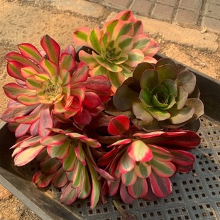 5颗不同品种 粉女巫 美杜莎铜壶白 魅金玫瑰 随机一颗包邮 带崽子