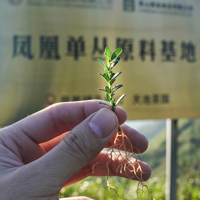 山桩潮州凤凰米叶黄杨迷你盆景