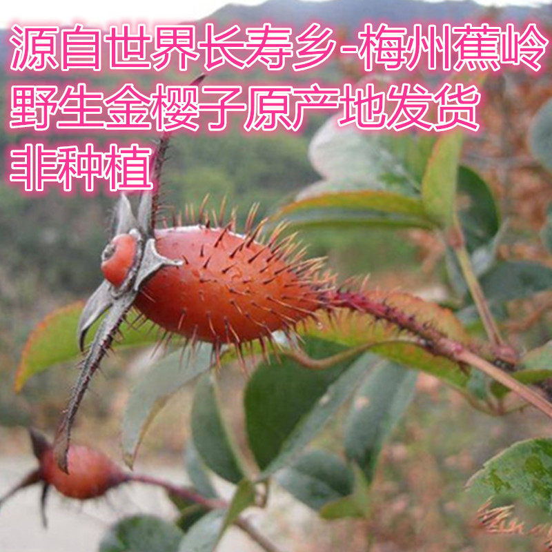 梅州蕉岭特产深山野生金樱子糖罐子刺梨子金樱子干中药材泡酒500g