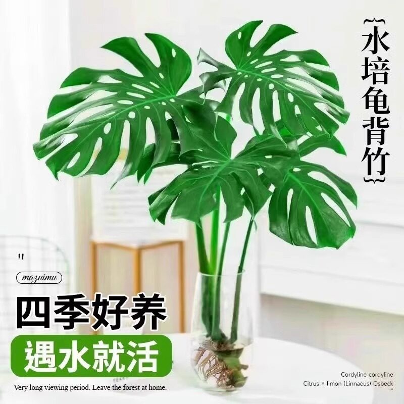 水培植物龟背竹大盆栽老桩大叶室内观叶绿植耐阴好养常青桌面植物图片