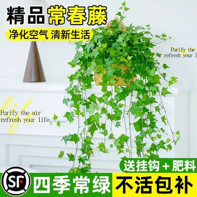 常春藤盆栽吊兰爬藤植物室内阳台好养垂吊绿植四季常青植物