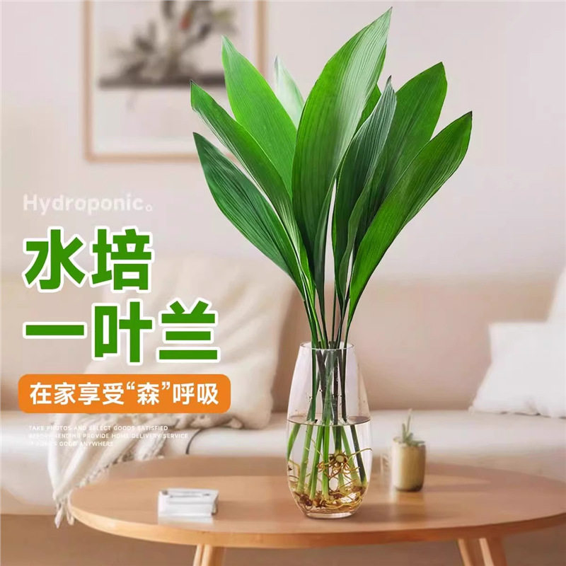 一叶兰水培植物大叶办公室内桌面绿植盆栽四季常青客厅好养活花卉图片