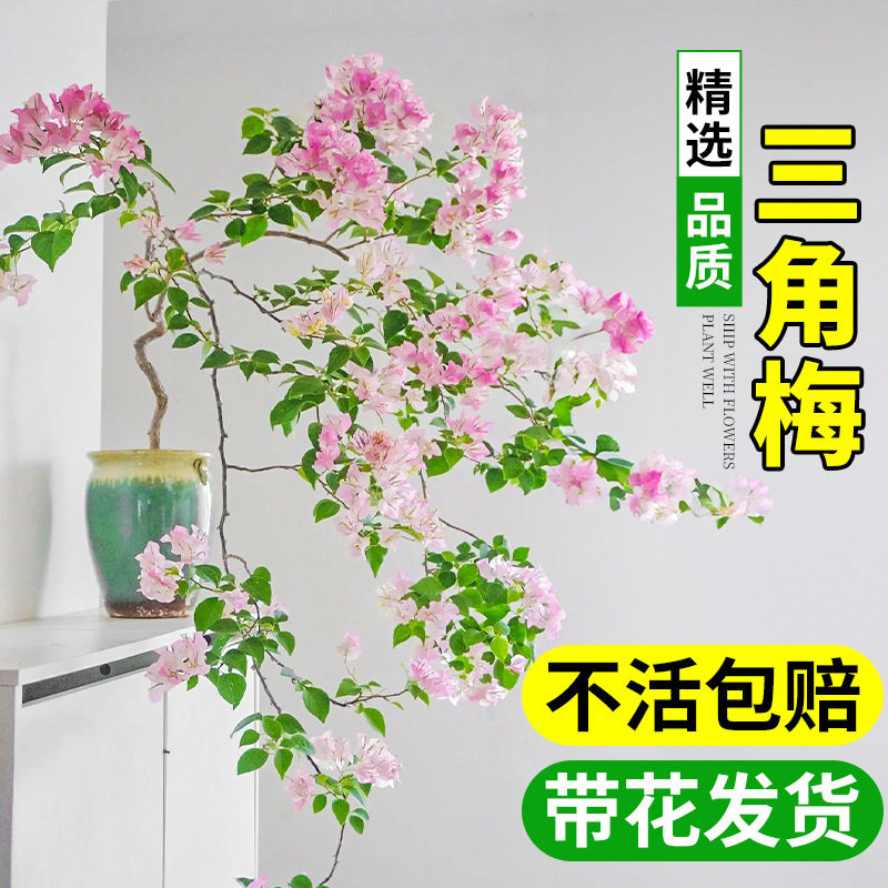 三角梅盆栽带花苞室内阳台庭院花卉老桩植物四季开花好养易活绿植图片