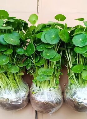 大叶铜钱草水培植物室内好养水养金钱草花卉绿植盆栽鱼缸水草专用