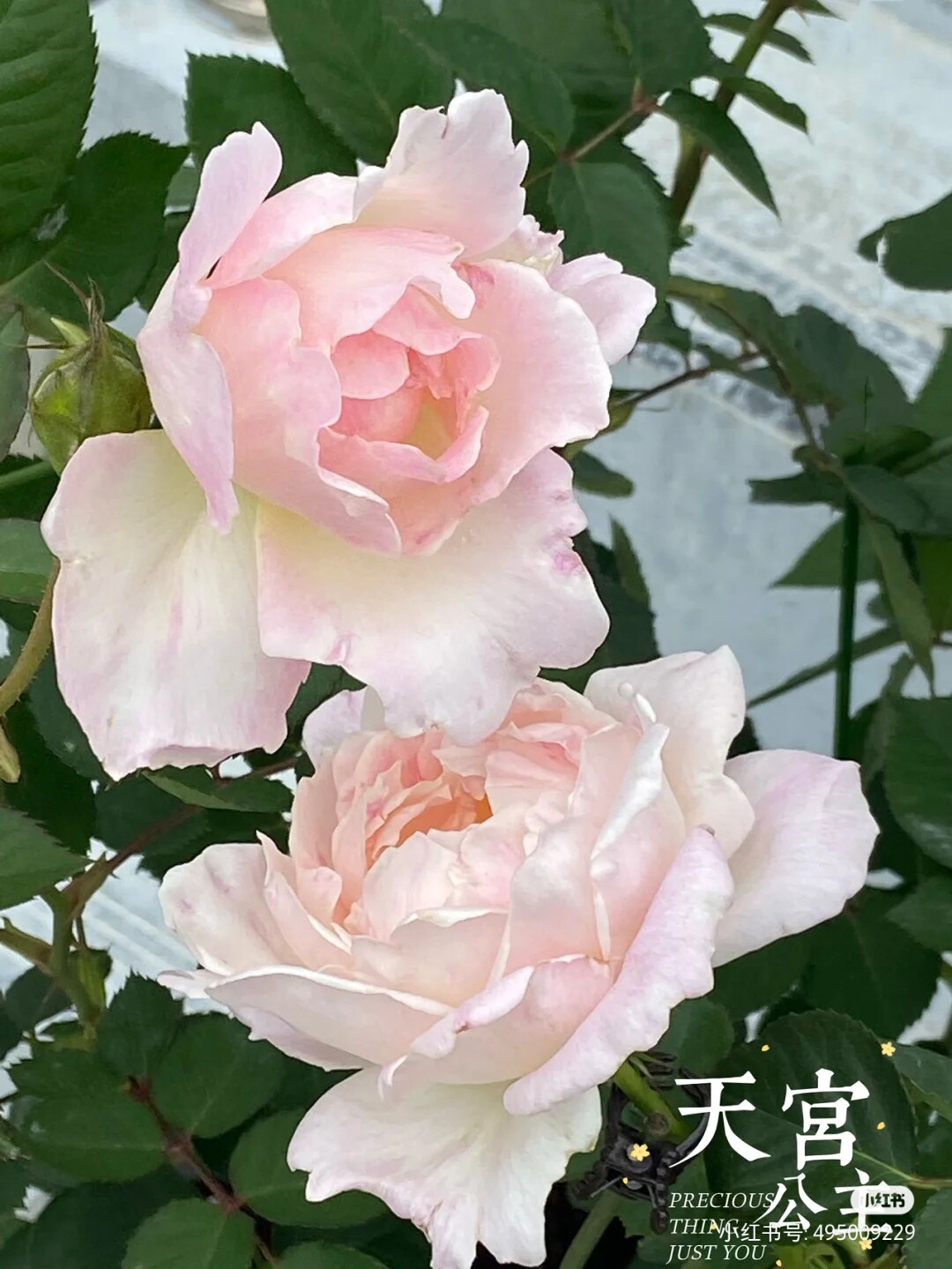 河本纯子品种 天宫公主灌木月季 中香抗病 枝条细 多季开花 勤花