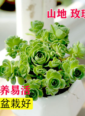 精选山地玫瑰超多头带盆栽好多肉植物好养易活懒人群生黄金翡翠球