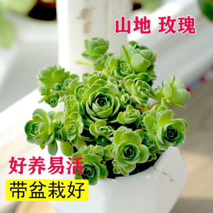 精选山地玫瑰超多头带盆栽好多肉植物好养易活懒人群生黄金翡翠球