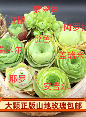 八个老桩大玫瑰套餐耶罗盖瑞米尔悦色黄玫瑰血樱大帕鸡蛋山地组合