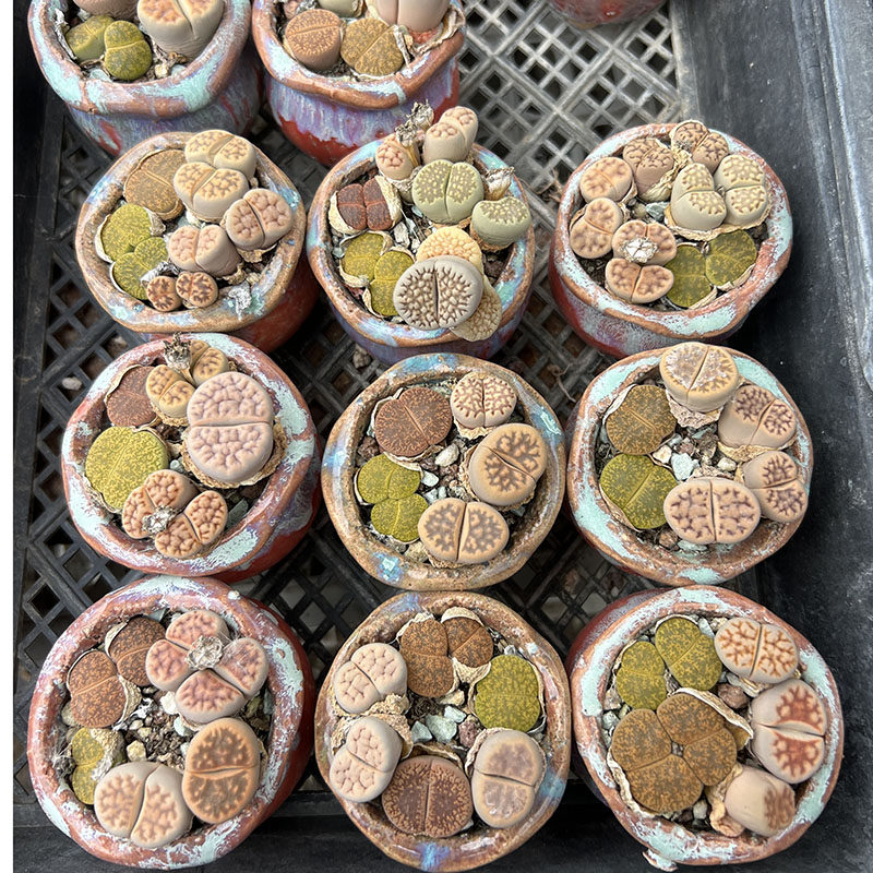 生石花带瓷盆5cm多肉植物带盆栽好高性价比迷你阳台4-5颗组合套餐