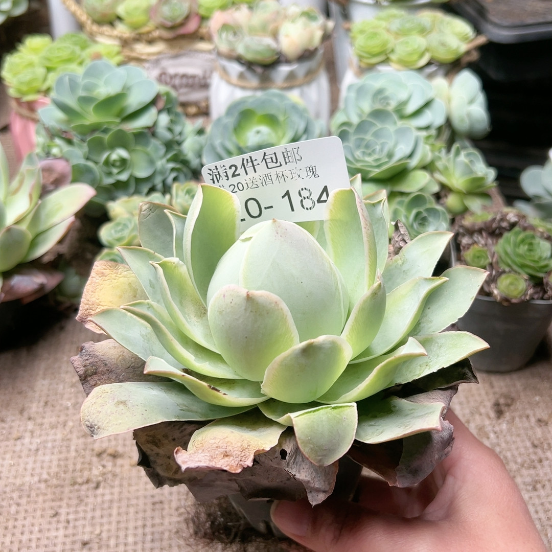 184耶罗大桃子,鲜花速递/花卉仿真/绿植园艺,多肉植物,淘宝优惠券,粉丝福利购,淘宝优惠卷